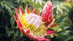 thumb image