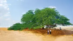 thumb image