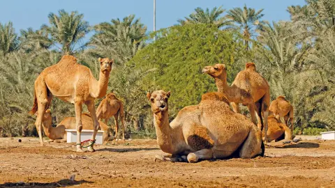 Bahrain  Die Perle im arabischen Golf - Königliche Kamelfarm-placeholder