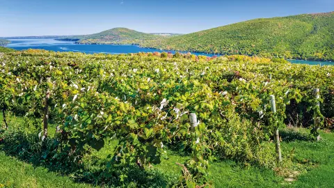 Blick auf die „Finger Lakes“-Weinbauregion-placeholder