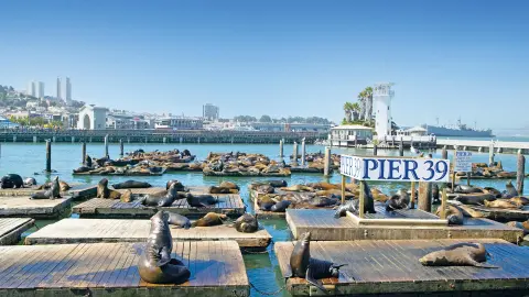 Seehunde am Pier 39-placeholder