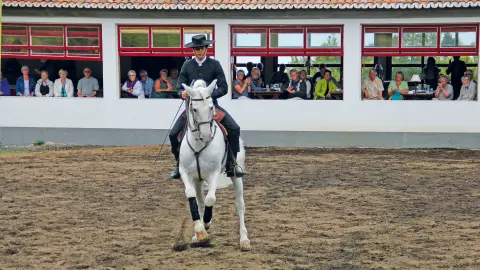 Dressur Show-placeholder