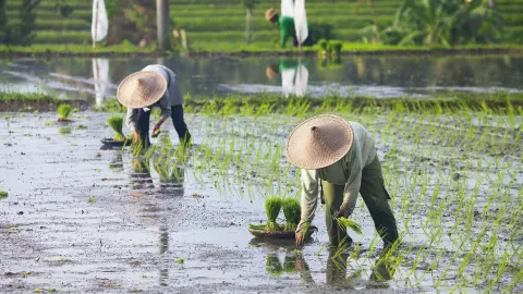 DPS111-112_bali_content_1920x1080px_reisanbau_02-placeholder