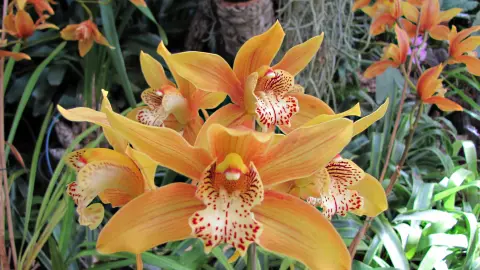 Orchideen-placeholder