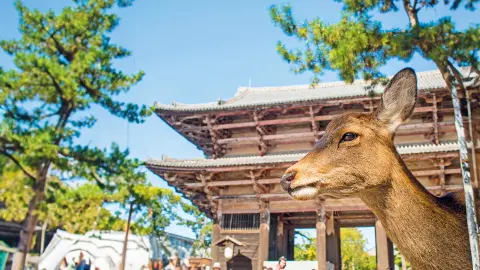 Wilde Rehe in Nara-placeholder