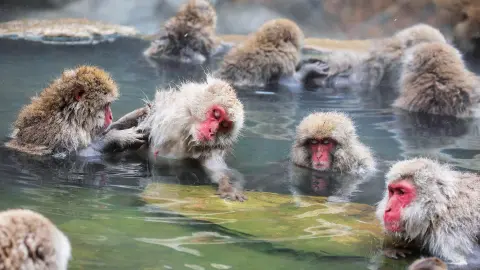 Jigokudani Affen Park mit heißen Quellen-placeholder