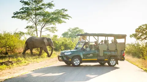 Elefant während Foto-Safari im Kruger Nationalpark-placeholder