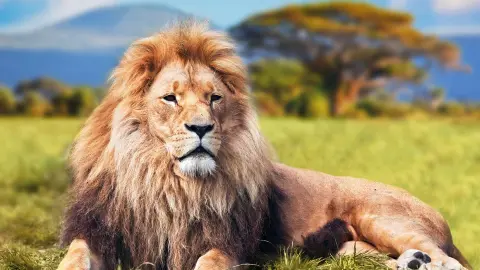 Anblick eines Löwen, dem König der Savanne-placeholder