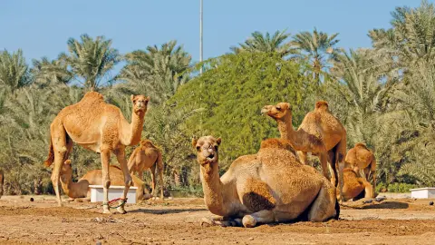 Drei Kamele auf einer Kamelfarm in Bahrain-placeholder