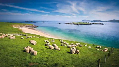 Dingle-Halbinsel mit irischen Schafen-placeholder