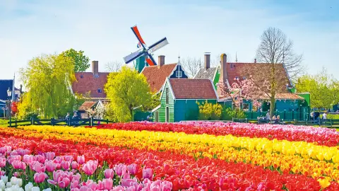 Buntes Blumenfeld in Zaanse Schans mit Windmühlen im Hintergrund-placeholder