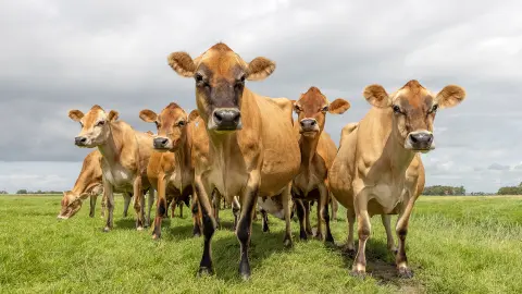 Jersey-Kühe-placeholder