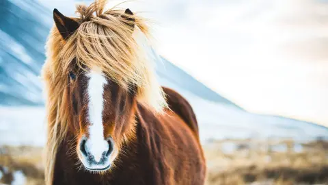 Typische Islandpferde-placeholder