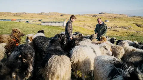 Schafherde mit Schäfern in Island-placeholder