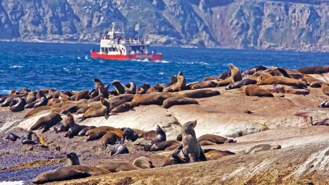 Bootsfahrt nach Duiker Island-placeholder