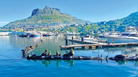 Hout Bay Robben-placeholder