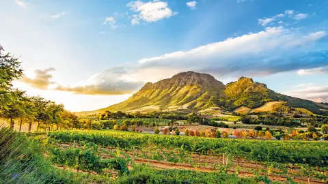 Weinlandschaft bei Stellenbosch-placeholder