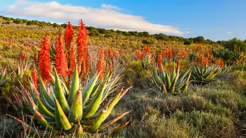 Kleine Karoo Route (zubuchbar)-placeholder