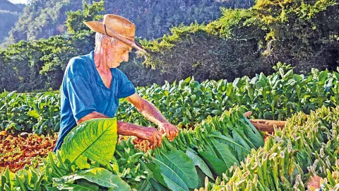 Viñales mit typischen Tabakfarmen-placeholder