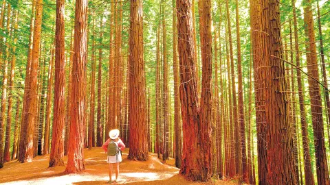 Berichten Sie über den Redwood-Wald-placeholder