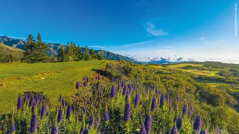  Madeira-Natur-Idylle-placeholder