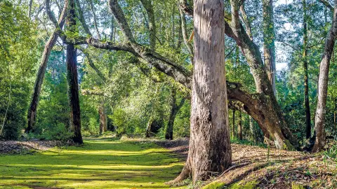 Park Quinta do Santo da Serra erkunden-placeholder