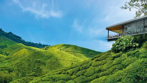 SIN111-112_Malaysia+Singapur_content_1920x1080px_Cameron-Highlands-Teeplantage-placeholder