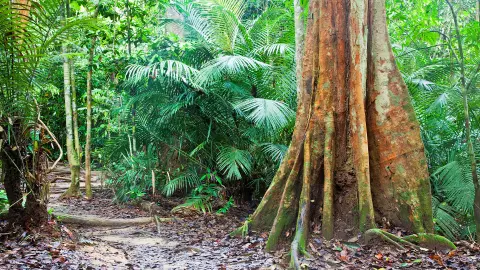 Dschungelweg im Taman Negara-placeholder