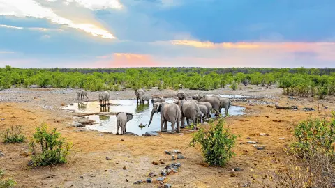 Elefanten am Wasserloch im Etosha-Nationalpark-placeholder