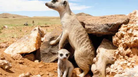 Die neugierigen Wüstenbewohner Erdmännchen-placeholder