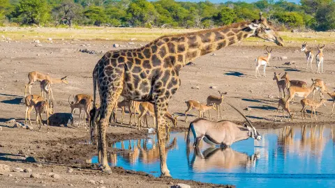 Artenvielfalt im Etosha-Nationalpark-placeholder