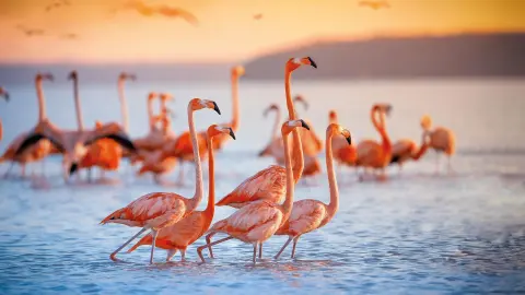 Farbenfrohe Flamingos in Namibia-placeholder
