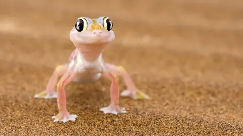 Gecko in Namibia entdecken-placeholder