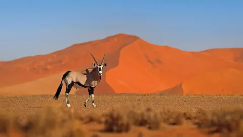 Oryxantilope im Wüstensand-placeholder