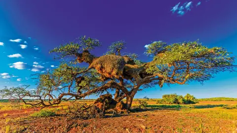 Kalahari-Wüste erleben-placeholder