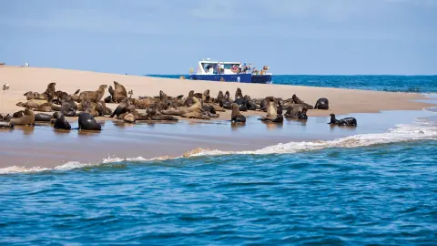 Seehund-Kolonie in Namibia mit trendtours entdecken-placeholder