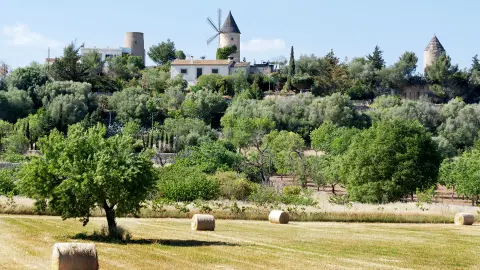 Typische mallorquinische Windmühle-placeholder