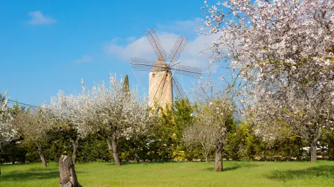 Windmühle bei Santa Maria del Cami-placeholder