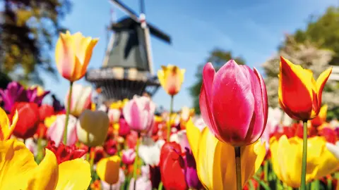 Keukenhof inklusive Eintritt mit trendtours-placeholder