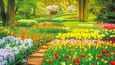 Wunderschöne Blumen im Keukenhof-placeholder