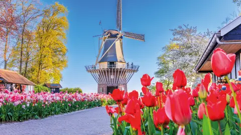 Holland in voller Blüte erleben-placeholder