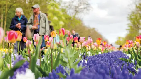 Beeindruckende Tulpenfelder im Keukenhof-placeholder