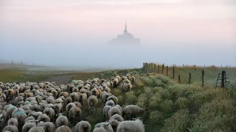 Mont-Saint-Michel im Nebel der aufgehenden Sonne mit Schafherde-placeholder
