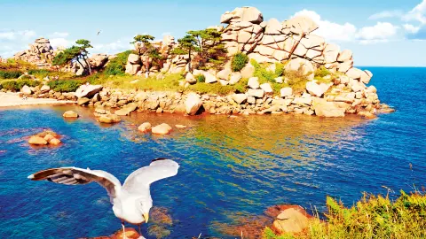 Rosa Granitküste bei Perros-Guirec mit Möwe-placeholder