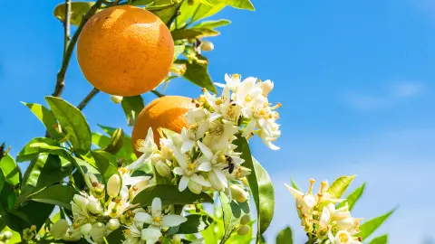 Orangenblüte auf Mallorca-placeholder