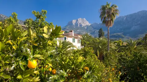 Orangenbäume in Sóller-placeholder