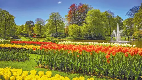 Tulpenmeer im Keukenhof-placeholder