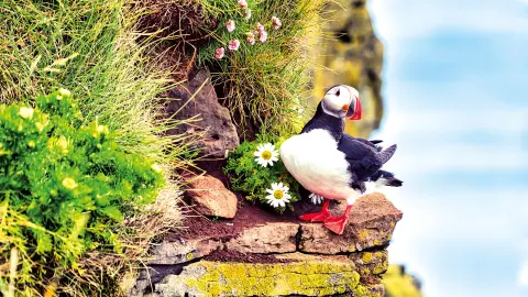 KEF111_Sagenhaftes-Island_content_1920x1080px_papageientaucher-placeholder