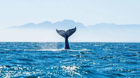 KEF111_Sagenhaftes-Island_content_1920x1080px_wal-placeholder