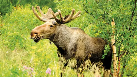Ein Elch im Grünen-placeholder